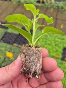 Arrancador de semillas de musgo de turba Premium Sustrato de germinación de alta calidad para plántulas ornamentales - Product Image 4