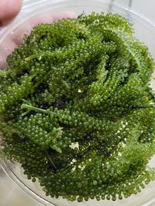 High Quality Preserved Grape <b>Seaweed</b> (Salt) in Bag Ready to Eat Export From Vietnam - Product Image 5