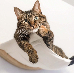 Hamaca de madera Premium para gatos con diseño minimalista de cojín de lana suave suministrada por Vietnam - Product Image 1