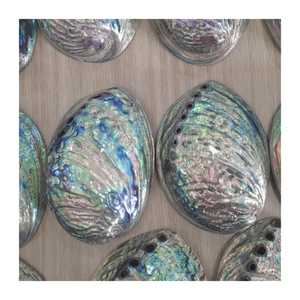 Concha de abulón vibrante, venta al por mayor, joyería a granel, decoración tallada, Exportación de conchas naturales, Material artesanal impresionante, oferta competitiva - Product Image 6