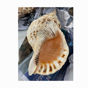 Coquillages Charonia Tritonis en gros, coquillages Triton, coquillages Triton/Coquillages de conque Triton/Coquillages géants polis pour la décoration - Product Image 1