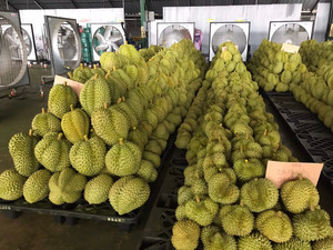 DURIAN FRAIS DE HAUTE QUALITÉ DU SUD DU MEKONG au VIETNAM FRUITS PREMIUM - Product Image 5