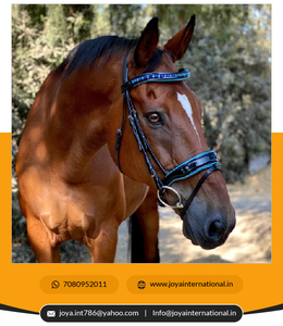 Haute qualité Mykonos édition limitée noir brevet Snaffle bride personnalisable prix de gros produit de cheval intelligent - Product Image 6