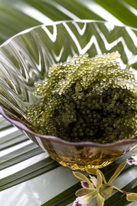 CAULERPA LENTILLIFERA ALGAS SECAS CALIDAD PREMIUM PARA INDUSTRIA ALIMENTARIA EXPORTACION - Product Image 5