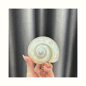 Turbo Imperialis Marine Sea Shells for Craft Decoration Jewelry Making and Shell Based <b>Product</b> Processing - Product Image 3