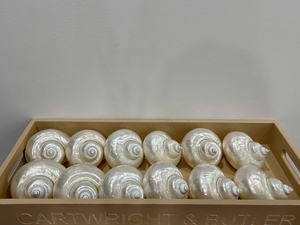 Vidrio de concha para casas costeras Diseño elegante de concha para decoración Ideal para mercados de exportación y minoristas - Product Image 6