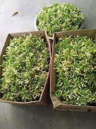 การส่งออกดอกมะละกอตัวผู้ไปยังประเทศไทย - Product Image 4