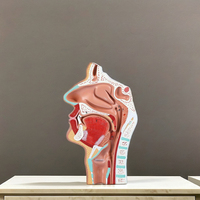 Modèle de cavité nasale avec anatomie de Laynx et du pharynx Modèle de nez en PVC