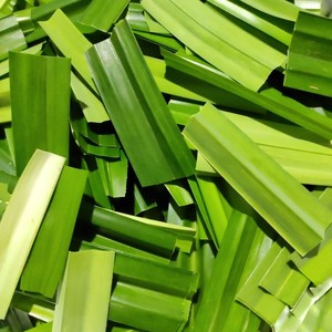 Hojas de pandan de alta calidad de grado premium, venta al por mayor, precio más barato, hoja de pandan producida por la mejor fábrica - Product Image 2