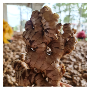 ช้างขิงสดขิงอบแห้ง - Product Image 3