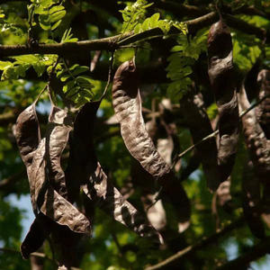 VENTA SUPERIOR AL POR MAYOR FRUTA NATURAL LANGOTA NEGRA CALIDAD ORGÁNICA DE GRADO PREMIUM OFERTA CALIENTE EXPORTACIÓN LISTO - Product Image 5