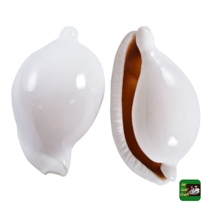 Conchas de Cauri Blancas Naturales Pulimentadas de 6-8 cm al por Mayor para Decoración Costera y Náutica Hecha a Mano - Product Image 2