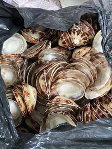 ขายส่งเปลือกหอยที่มีคุณภาพสูงและผู้ขายที่ดีที่สุดราคาที่แข่งขันได้จากเวียดนาม - Product Image 2