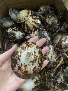 Coquille de limpette faite à la main Vietnam Écologique Coquillage naturel Commande en gros Exportation - Product Image 6
