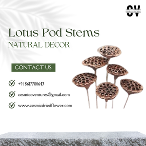 Flores Secas de Pampas, Decoración para Navidad, Pascua, Bodas, Día de la Madre, Floristería, Tallos de Loto Naturales Grandes Marrones, Semillas2026 - Product Image 2