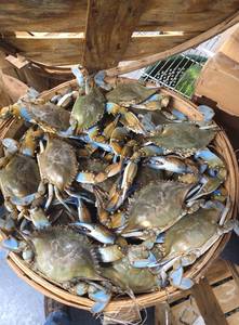 Caballa del Pacífico Congelada Entera, Empaquetado a Granel, Precios Económicos - Product Image 4