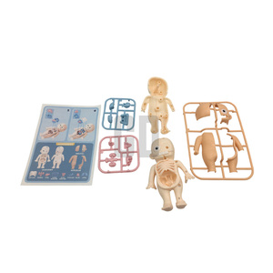 <strong>Science</strong> &amp; Engineering Toys Human Body Anatomy <strong>Model</strong> - Product Image 3