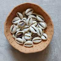 Kerang Cowrie Afrika Asli Potongan Tengah Cypraea Annulus Campuran |   Kerajinan Seni Kerang Laut Alami yang Dipoles Ramah Lingkungan MS