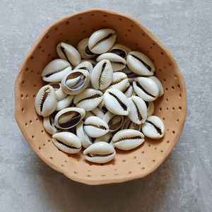 ศูนย์ของแท้ตัดเปลือกหอยแอฟริกัน cypraea annulus,, ผสม | เปลือกวัว, เปลือกหอยทะเลธรรมชาติ, การทำนาย - Product Image 3