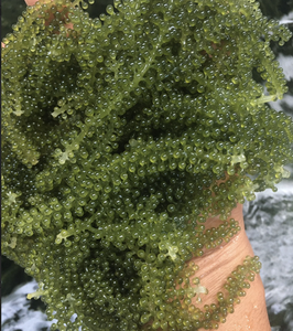 Algas de Mar de Vietnam, Caulerpa Lentillifera, para Ensaladas, Sushi, Ingredientes de Cocina y Suministros para Restaurantes - Product Image 6