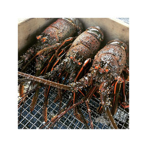 กุ้งมังกรแช่แข็งแบบญี่ปุ่นมีอายุการเก็บรักษา2ปี - Product Image 5