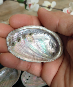 DECORATION GIFTS READY SHIP ORGANIC MATERIAL SEASHELL <b>ABALONE</b> CARVED LARGE QUANTITY RAINBOW LIGHT SAGE SMUDGING ANIMAL THEME - Product Image 6