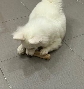 100% Bois de café naturel-Le chien en bois à mâcher fabriqué au Vietnam-Le meilleur choix pour divertir votre chien à un prix compétitif - Product Image 6