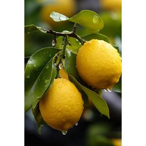 Limón Eau De Cologne 250 ml/Limón Colonia Botella De Vidrio - Product Image 4