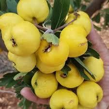 10 pz semi giardino biologico di montagna selvatici giallo semi di biancospino biologico giardino biancospino giallo - Product Image 3
