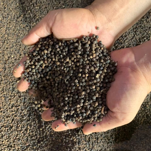 พริกไทยดำเวียดนามพรีเมียม 500 580GL FAQ MC โรงงานผลิตโดยตรง จำหน่ายจำนวนมาก ราคาแข่งขัน - Product Image 1