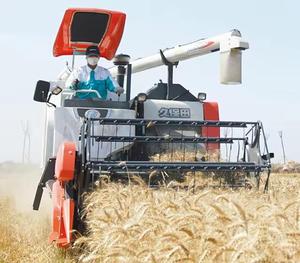 Moissonneuse-batteuse d'occasion 4LZ-4.0E Machine de récolte de blé Machines agricoles disponibles à la vente, très bon marché - Product Image 4