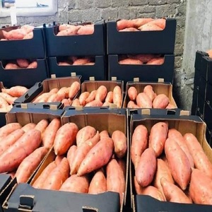 Patatas dulces frescas egipcias orgánicas de alta calidad con destino de exportación en mente - Product Image 6