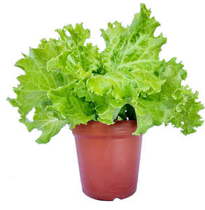 Lechuga Fresca de Primera Calidad, Espárragos de Lechuga, Nueva Cosecha, Proveedor Mayorista, Precio de Fábrica Competitivo, Precios con Descuento - Product Image 5