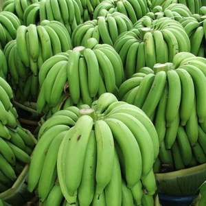 Bananes Cavendish, fruits frais, bananes, fruits et légumes à bon prix | Approvisionnement en gros | - Product Image 2