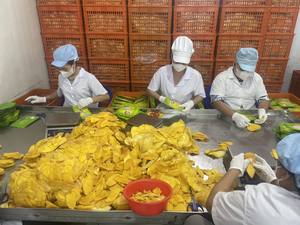 Snacks de mango seco de Vietnam para acampar al aire libre, raciones de emergencia, con trozos de fruta ligeros y ricos en nutrientes - Product Image 4