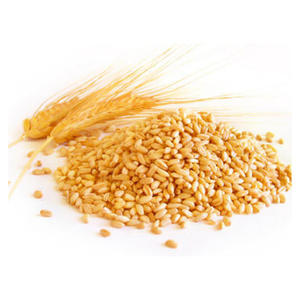 Grano de trigo integral para consumo humano - Product Image 2