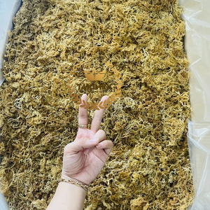 เจลมาส์แห้ง (สาหร่าย Eucheuma cottonii) จากเวียดนาม - Product Image 1