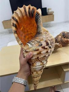 Large Trumpet Shell Packed for Retail Gift Projects Coastal Shell Collection and <b>Aquarium</b> <b>Accessories</b> - Product Image 5