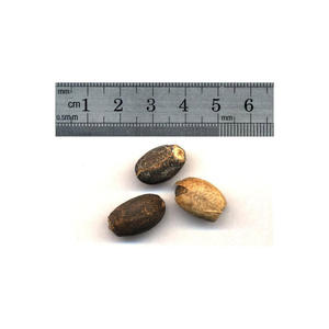 Semillas de jatropha secadas al sol naturales de 2 años de vida útil de alta viabilidad para uso agrícola con servicio OEM/ODM - Product Image 3