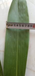 Hojas de Bambú Secas de Vietnam, Hojas de Bambú Secas de Calidad Estable, Venta al por Mayor a Granel para Empaquetado y Proveedores de Artesanías - Product Image 6