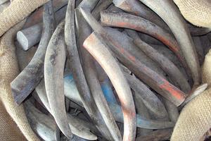 Bonne qualité personnalisé à vendre en vrac corne de buffle et pointe de corne/OX qualité naturelle OX et pointe de corne de buffle à vendre au prix - Product Image 3