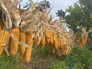 Auténtica decoración de maíz seco, conservado naturalmente para mantener la belleza rústica, perfecto para arreglos acogedores de temporada. - Product Image 6