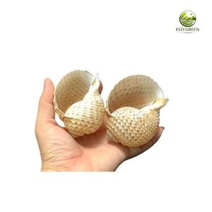 Coquille de thon tachetée naturelle Vo Oc Giay Vo Oc Giam pour la décoration de mariage en bord de mer, artisanat fait main, accessoires de maison et cadeaux en gros - Product Image 2