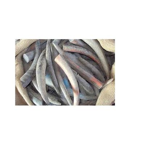 Embout de corne de buffle d'eau brute poli à la main, naturel, pour manche de couteau de style nautique, style animal - Product Image 5