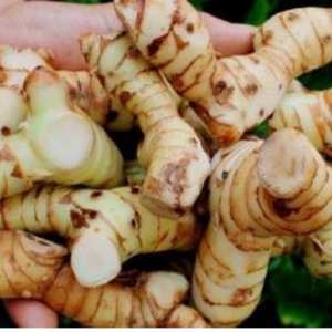 Vente en gros de galanga/Alpinia officinarum congelé de qualité supérieure avec sac sous vide - Product Image 1