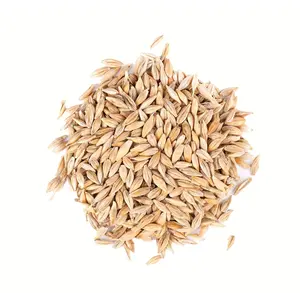 Grains d'orge Graines d'orge de qualité supérieure/orge d'aliments pour animaux/grains d'orge en vrac Grains de malt d'orge malté Prix bon marché