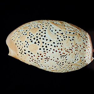 Sculpture art BIJOUX SEASHELL avec Sculpture Art 22x12 Taille Shell Matériel Avec Style Animal - Product Image 3