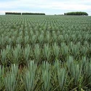 Fibra de sisal natural resistente al calor para hilado ignífugo a precio moderado - Product Image 3