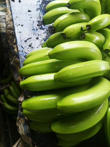 2024 Vente chaude Organique Cavendish Banane Premium Qualité Frais D'exportation Standard du Vietnam Vert Culture Commune - Product Image 3