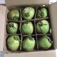 Eau de coco jeune biologique fraîche avec coque, provenant du Vietnam, pour les marchés des Émirats arabes unis, de la Corée et du Japon (Contact WS +84971629648 Mme Lona)